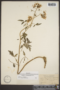 Phacelia bipinnatifida image