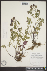 Phacelia bipinnatifida image