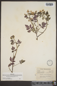 Phacelia bipinnatifida image