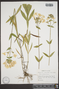 Phlox pulchra image