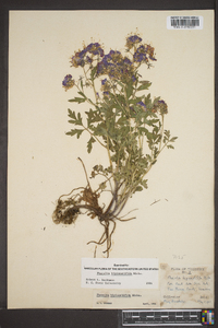 Phacelia bipinnatifida image