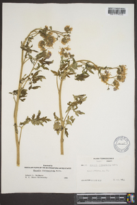 Phacelia bipinnatifida image