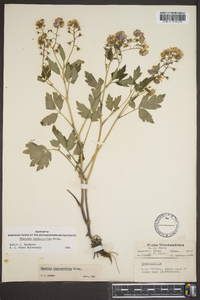 Phacelia bipinnatifida image