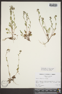 Phacelia dubia image