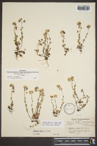 Phacelia dubia image