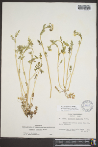 Phacelia fimbriata image