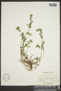 Phacelia fimbriata image