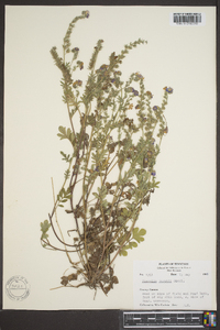 Phacelia purshii image