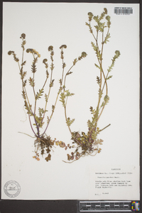 Phacelia purshii image