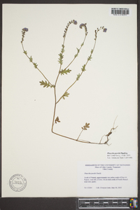 Phacelia purshii var. boykinii image