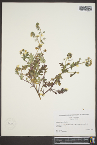 Phacelia purshii image