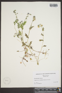 Phacelia purshii image