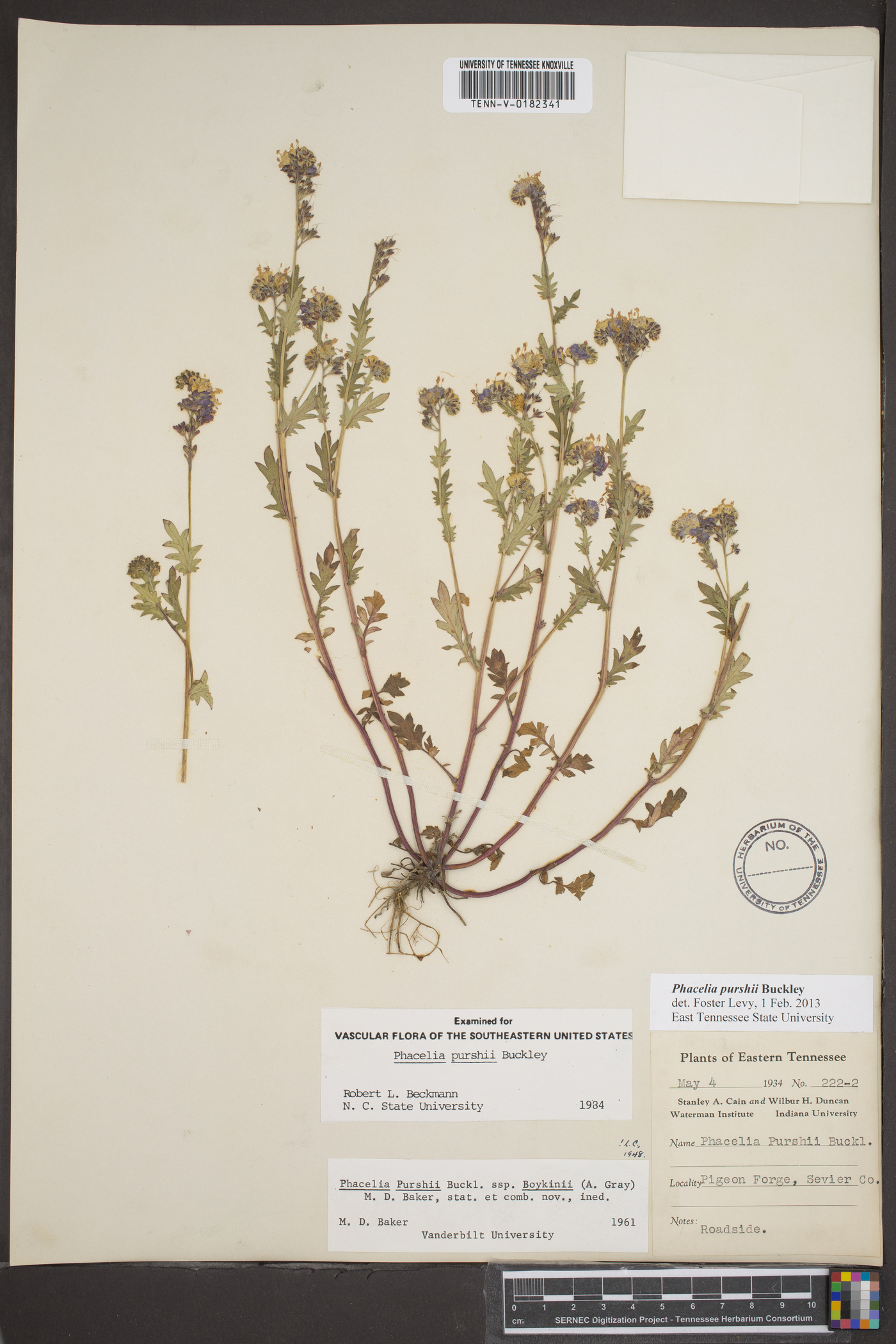 Phacelia purshii var. boykinii image