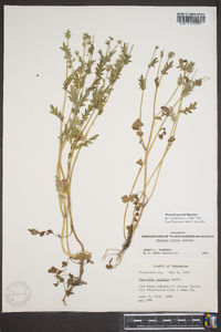 Phacelia purshii image