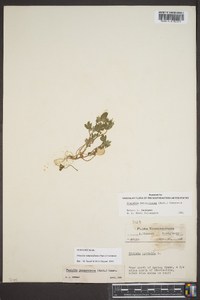 Phacelia ranunculacea image