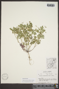 Phacelia ranunculacea image