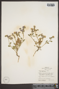 Phacelia crenulata var. ambigua image