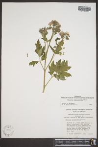 Phacelia bipinnatifida image