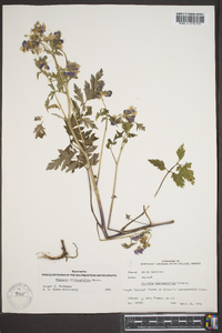 Phacelia bipinnatifida image