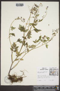 Phacelia bipinnatifida image