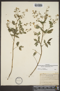 Phacelia bipinnatifida image