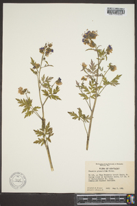 Phacelia bipinnatifida image