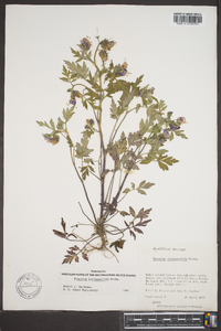 Phacelia bipinnatifida image