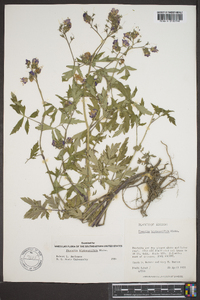 Phacelia bipinnatifida image