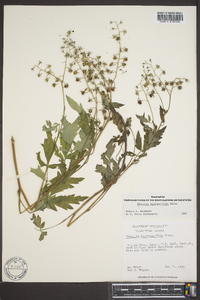 Phacelia bipinnatifida image