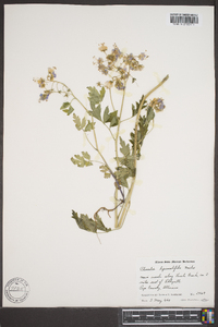 Phacelia bipinnatifida image