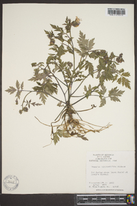 Phacelia bipinnatifida image