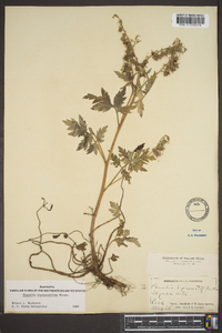 Phacelia bipinnatifida image