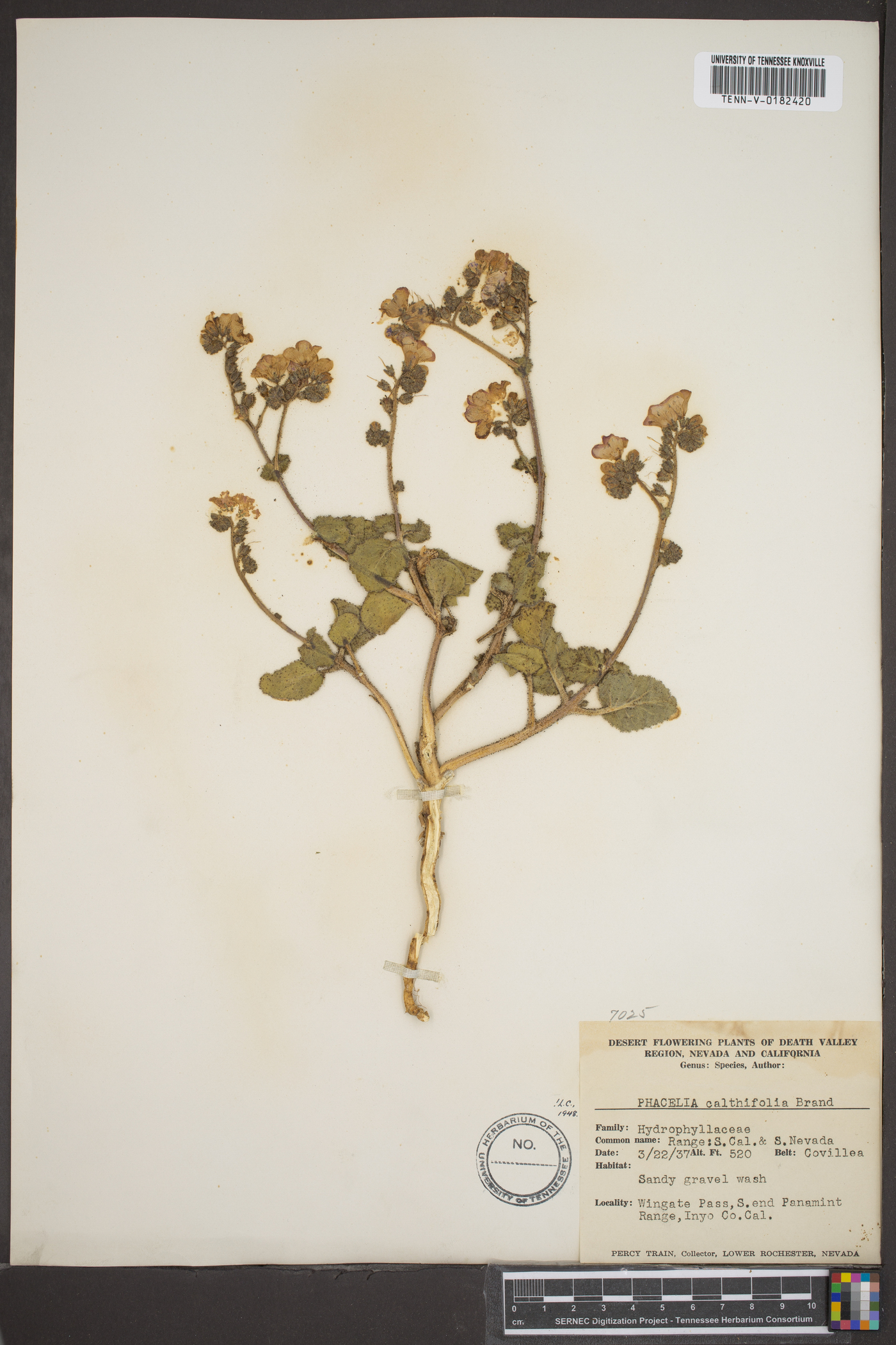 Phacelia calthifolia image