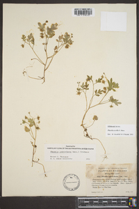 Phacelia covillei image