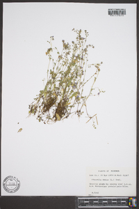 Phacelia dubia image