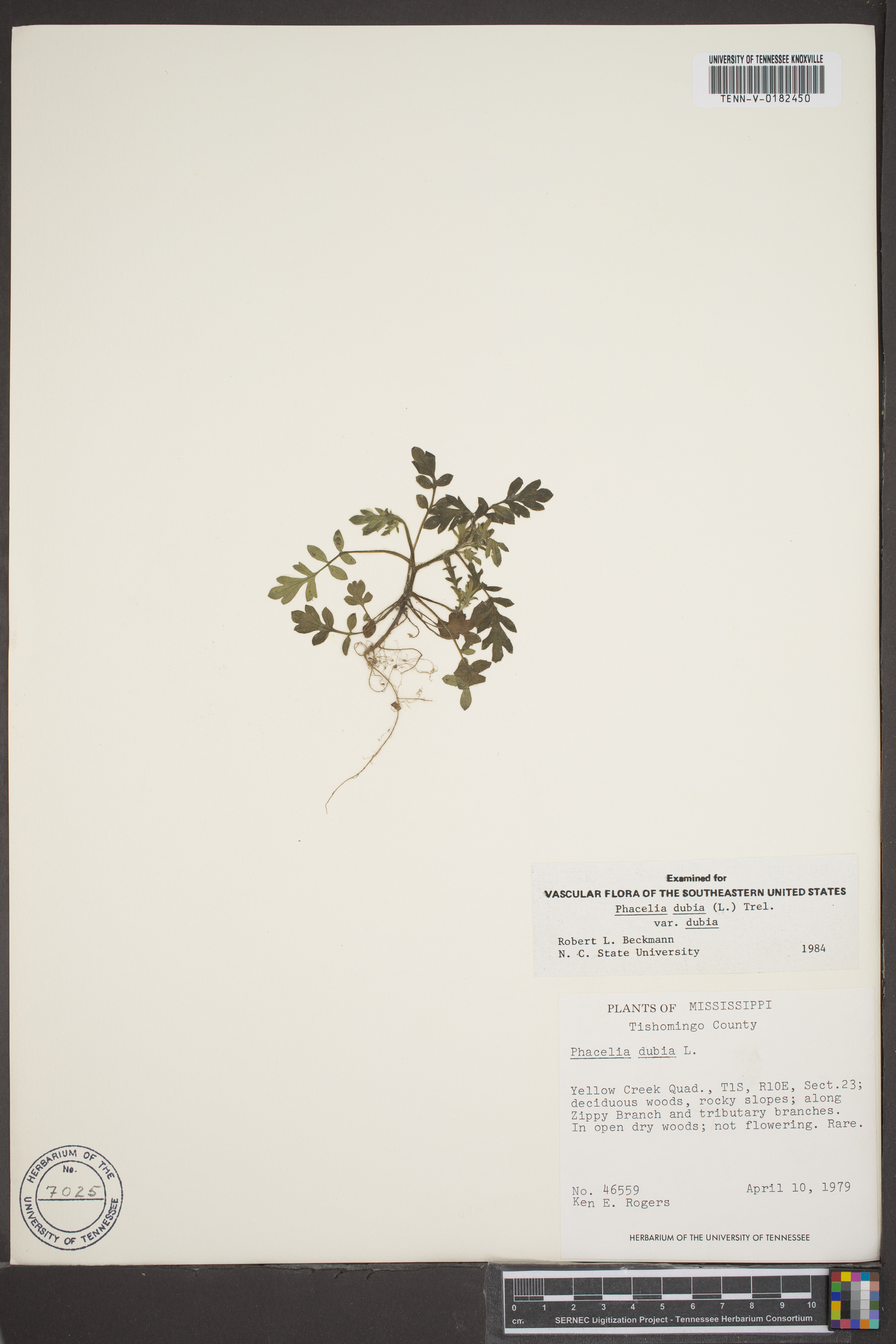 Phacelia dubia var. dubia image