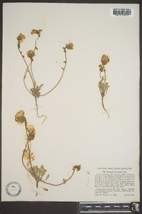 Phacelia fremontii image