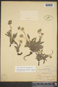 Phacelia frigida subsp. dasyphylla image