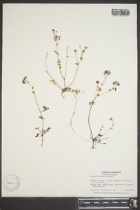 Phacelia glabra image