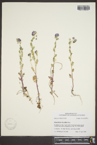 Phacelia glabra image