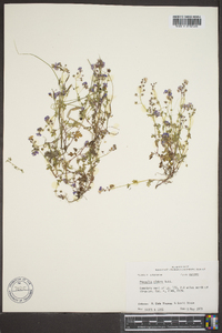 Phacelia glabra image