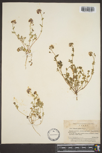 Phacelia glabra image