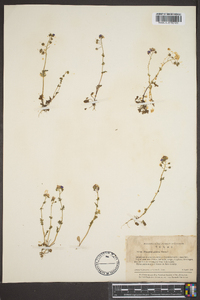 Phacelia glabra image