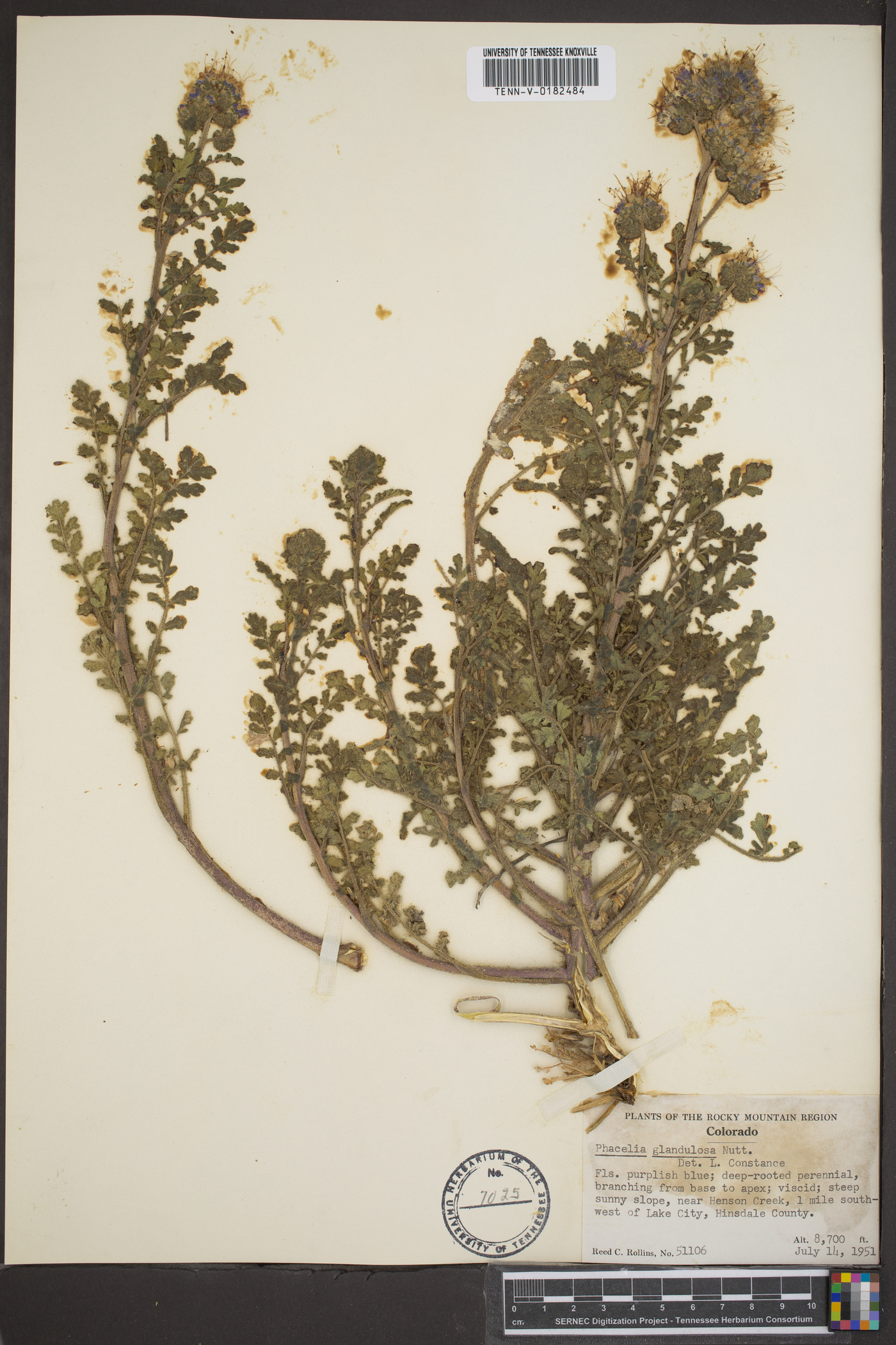 Phacelia glandulosa image