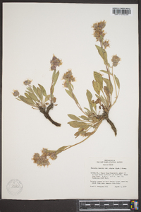 Phacelia hastata var. alpina image