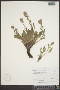 Phacelia hastata image