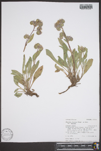 Phacelia hastata image