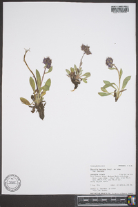 Phacelia hastata image