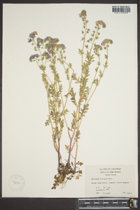 Phacelia hirsuta image