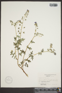 Phacelia gilioides image